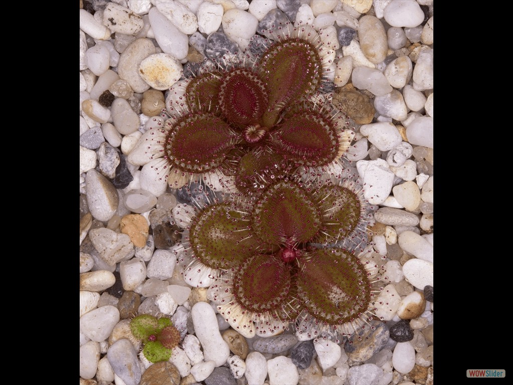 Drosera browniana Hatter Hills DBRW2