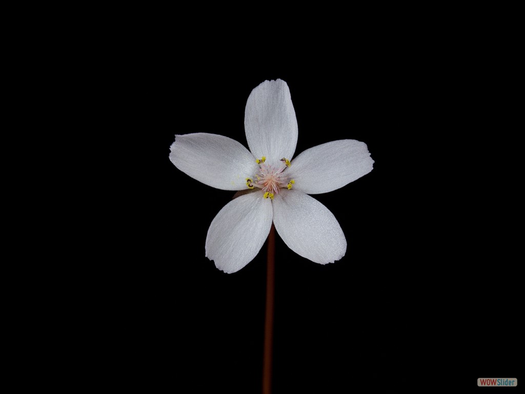 Drosera browniana Hatter Hills Flower