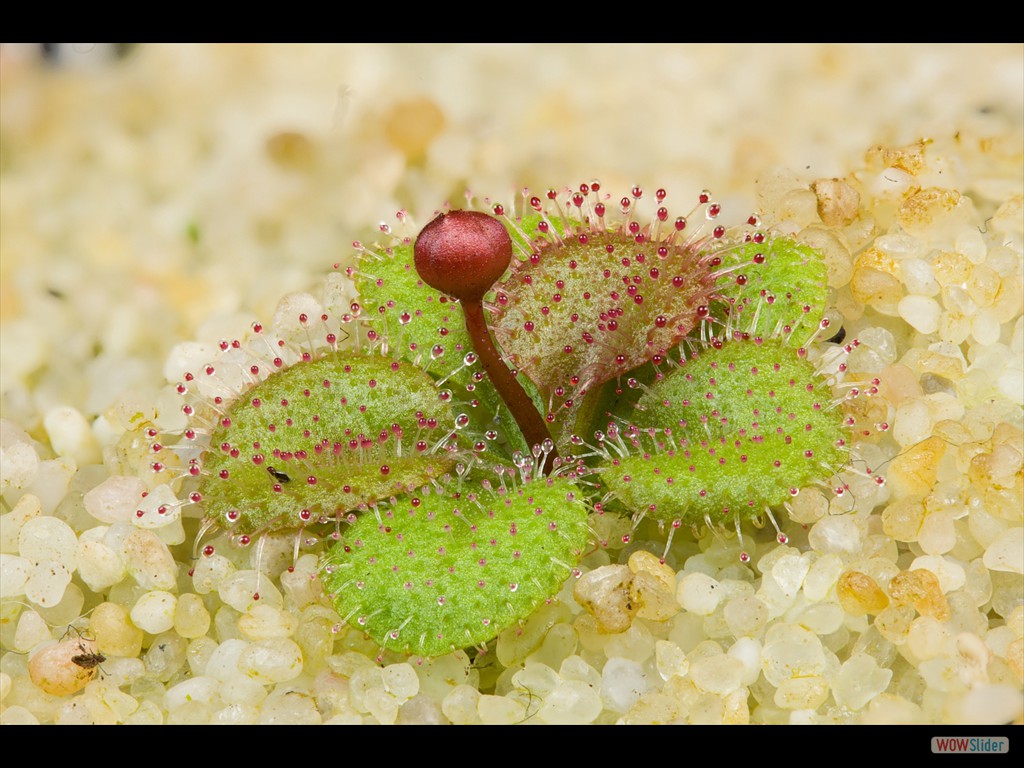 Drosera browniana Hatter Hills nearly flowering