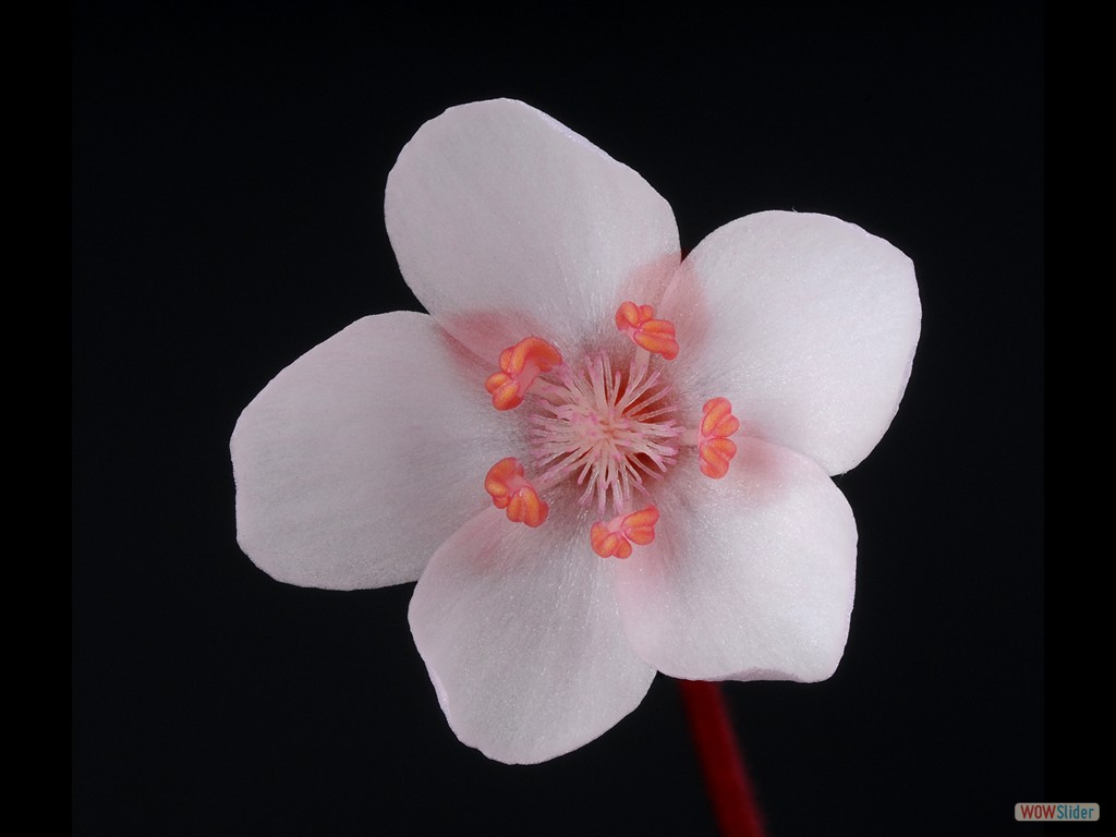Drosera browniana HatterHill flower
