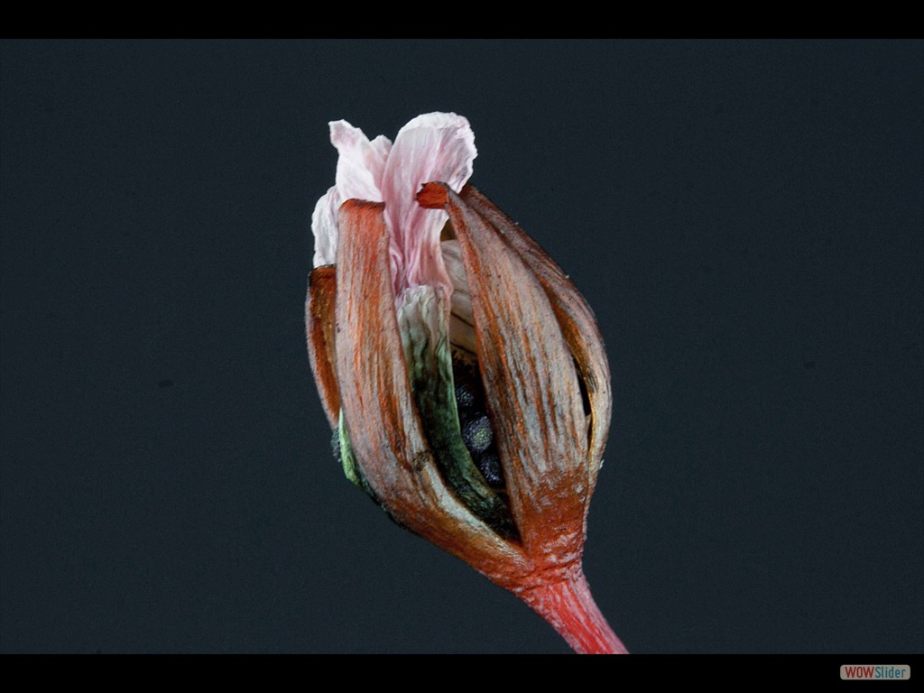 Drosera browniana seed pod