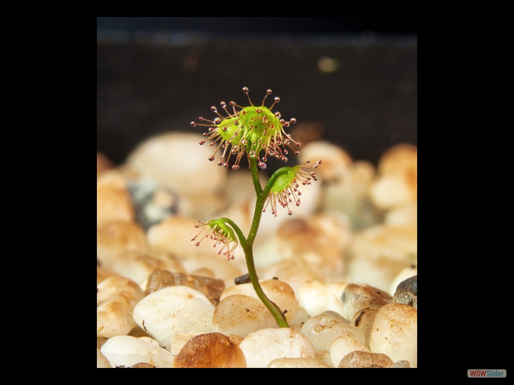 Drosera bulbigena