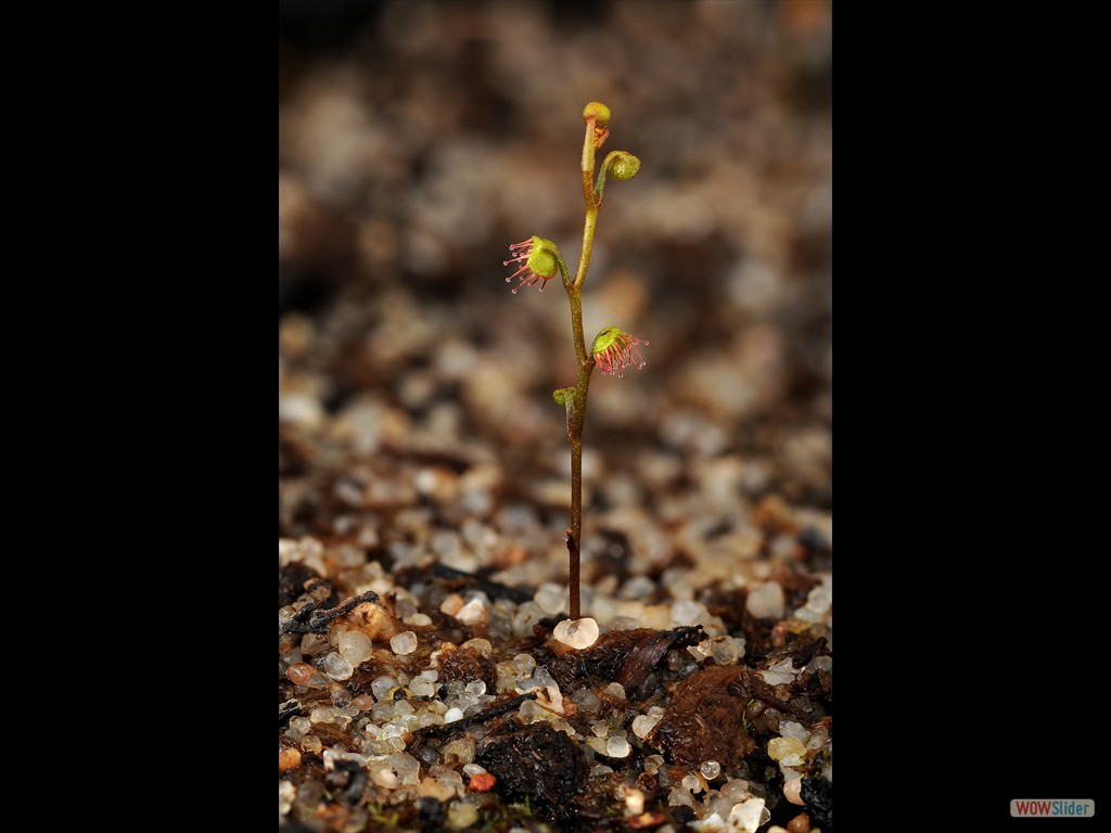 Drosera bulbigena 2