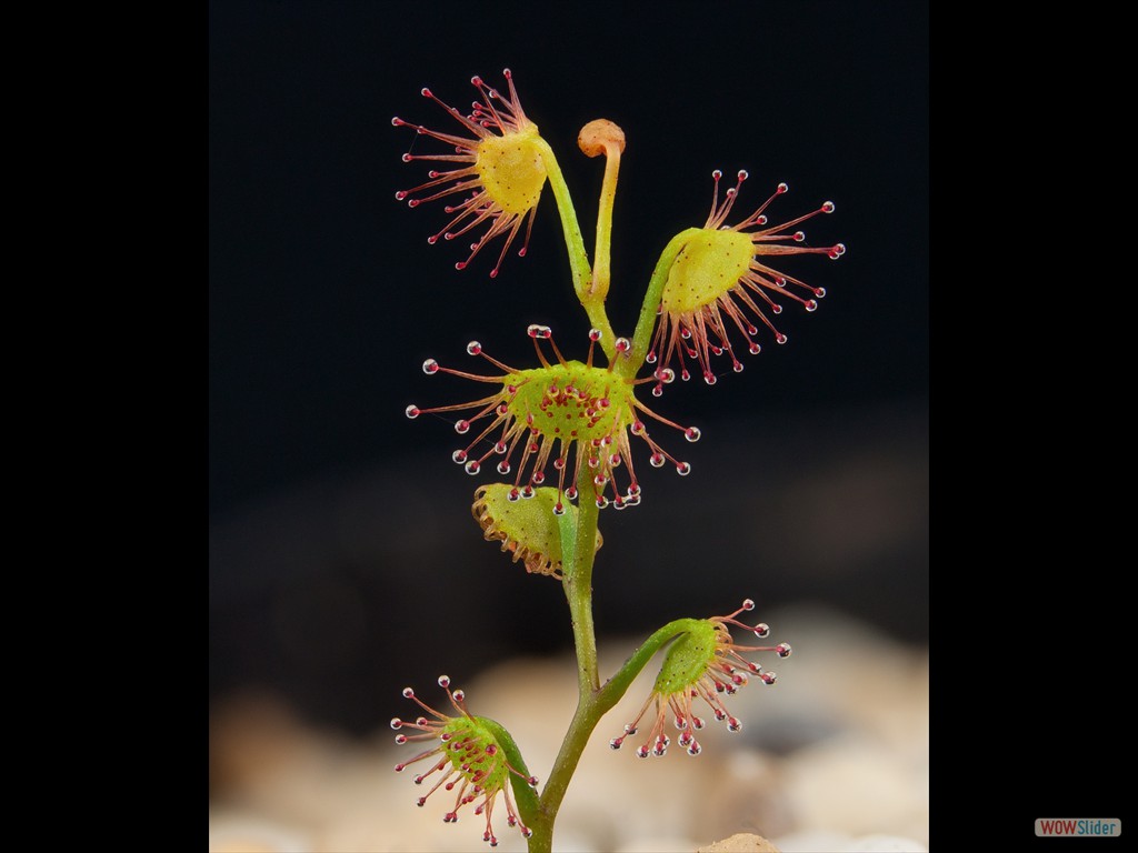 Drosera bulbigena 3