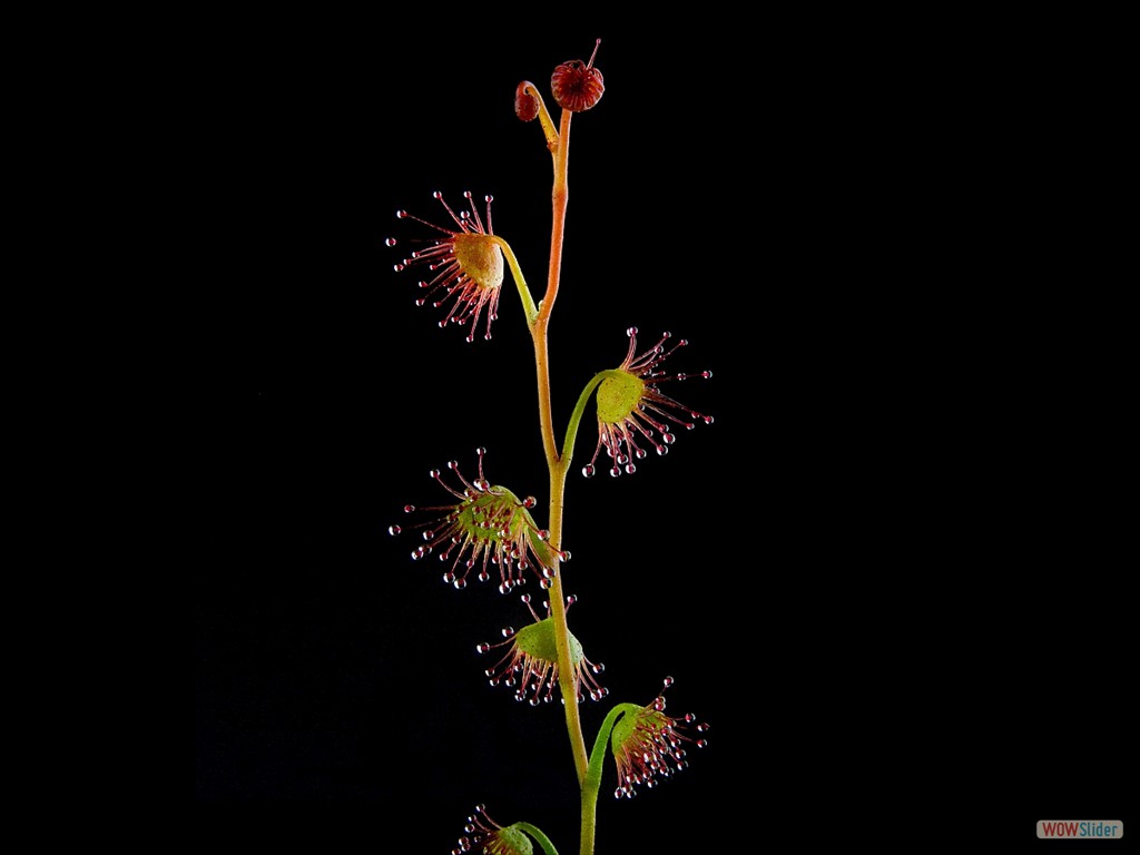 Drosera bulbigena 4