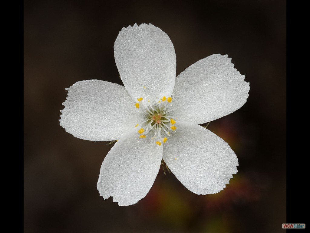 Drosera bulbigena flower
