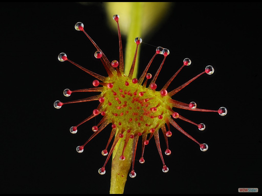 Drosera bulbigena leaf