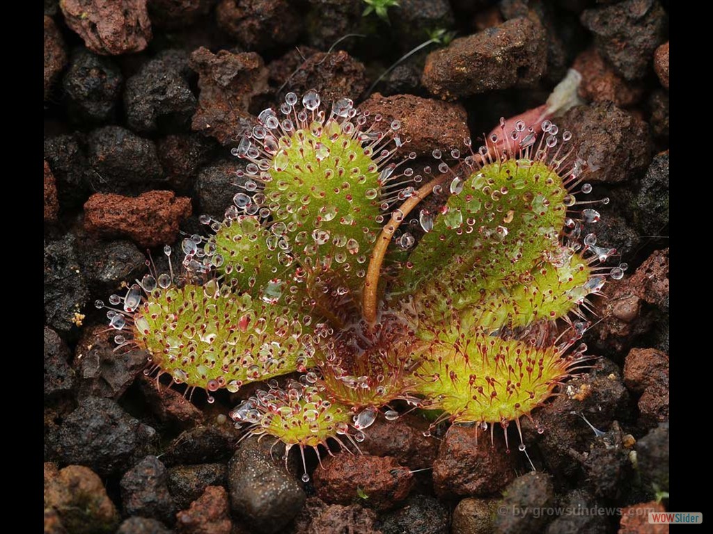 Drosera bulbosa