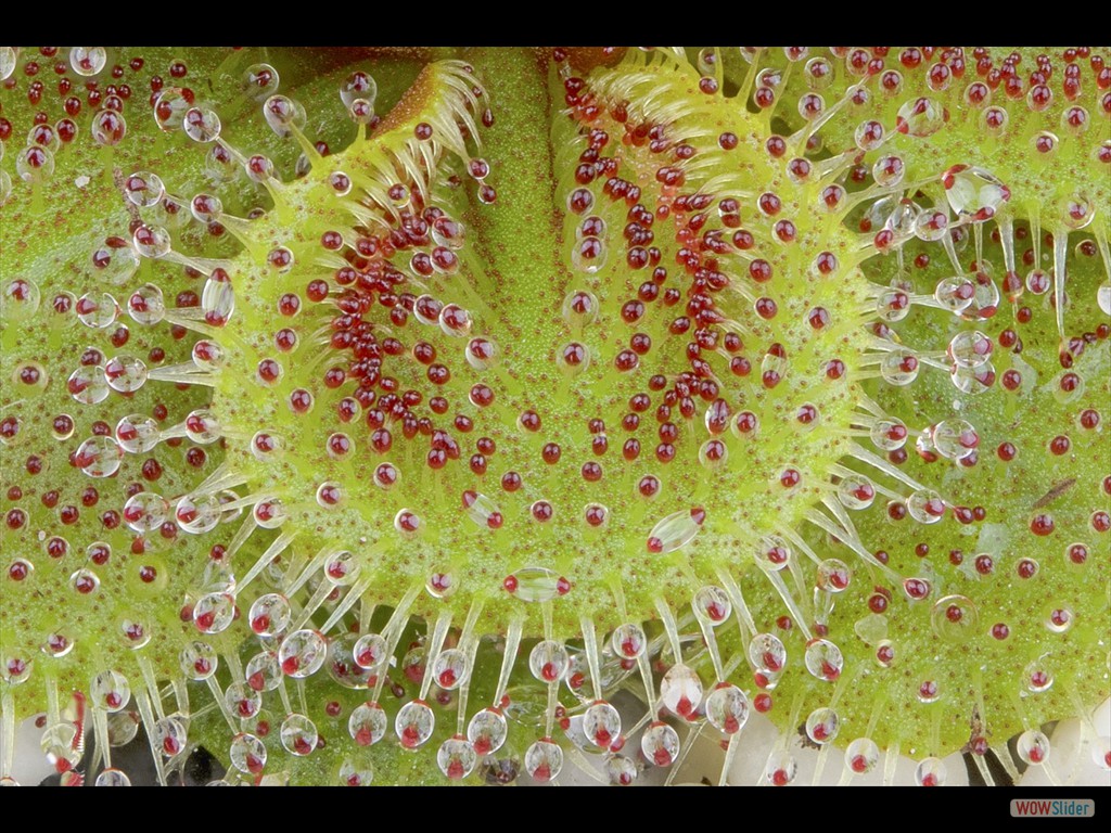 Drosera bulbosa aff.  El Caballo Blanco form DBUL3  Ausschnitt