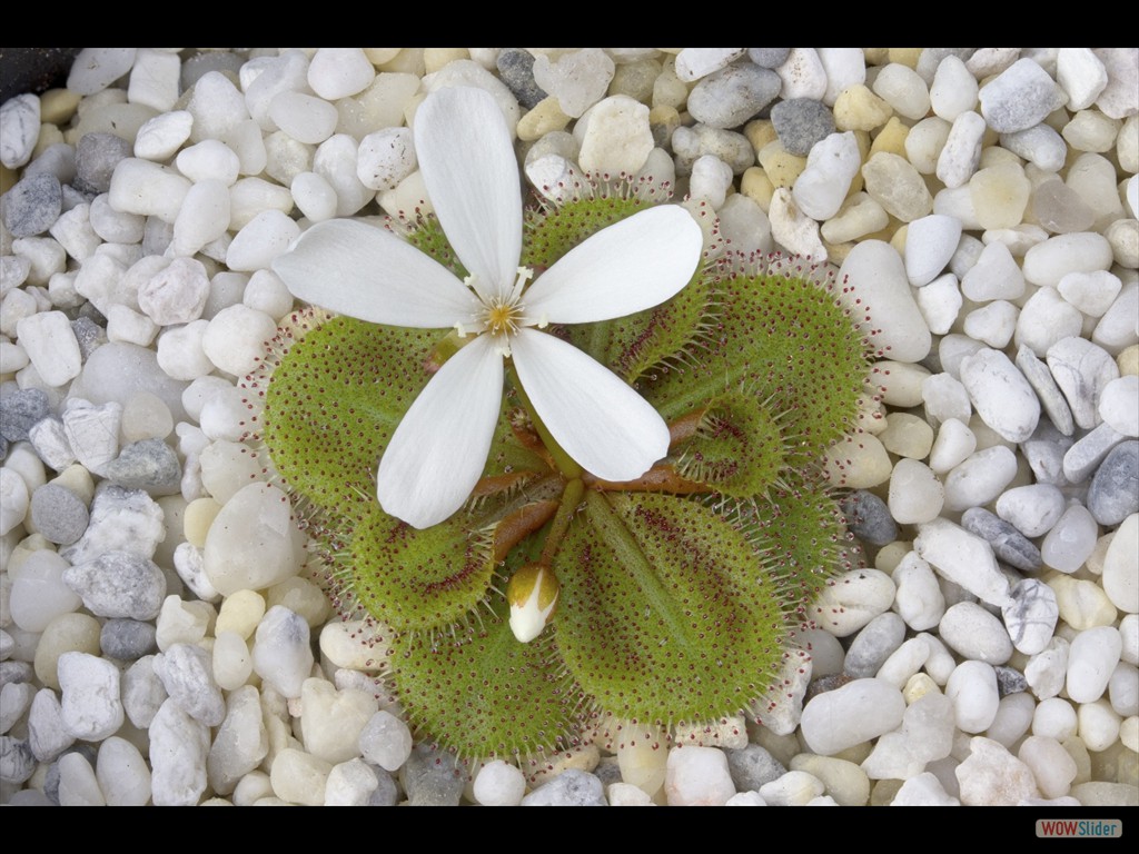 Drosera bulbosa aff. El Caballo Blanco flower  DBUL3