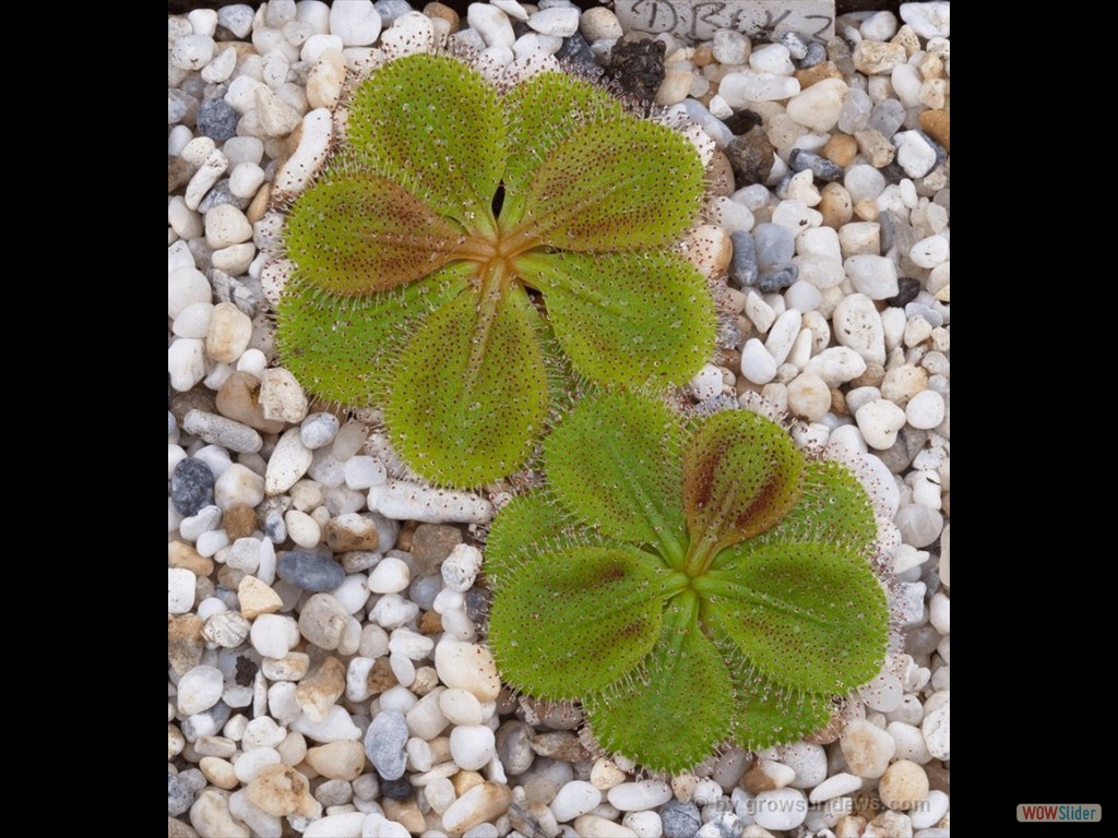 Drosera bulbosa aff. El Caballo Blanco Form 2 DBUL3