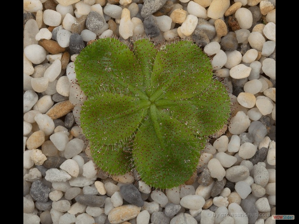 Drosera bulbosa aff. El Caballo Blanco form DBUL3