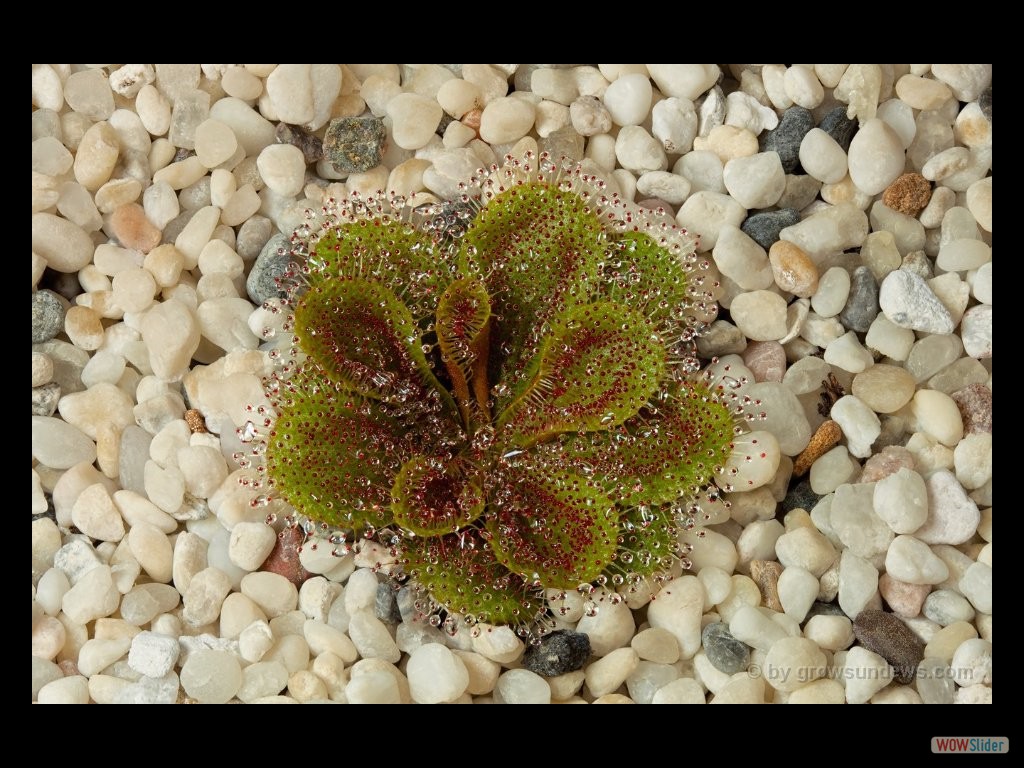 Drosera bulbosa aff. El Caballo Form