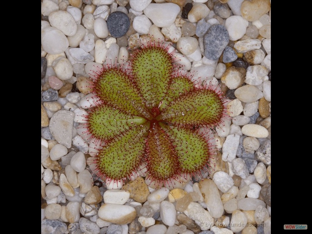 Drosera bulbosa deep red form Miling AU DBUL2