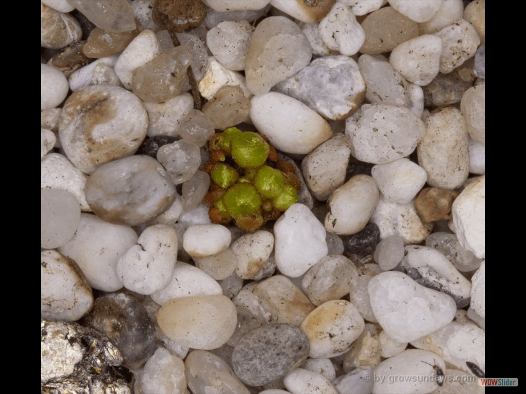 Drosera bulbosa eastern wheatbelt form flowers coming out 2 DBUL1