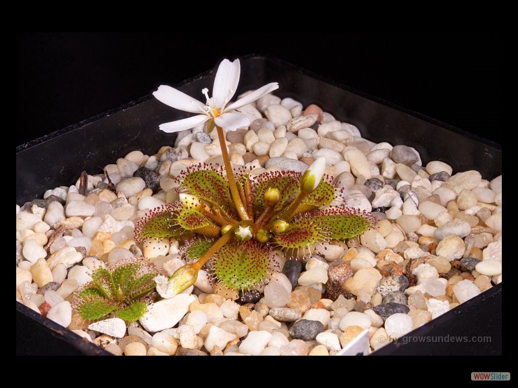 Drosera bulbosa eastern wheatbelt form with flower