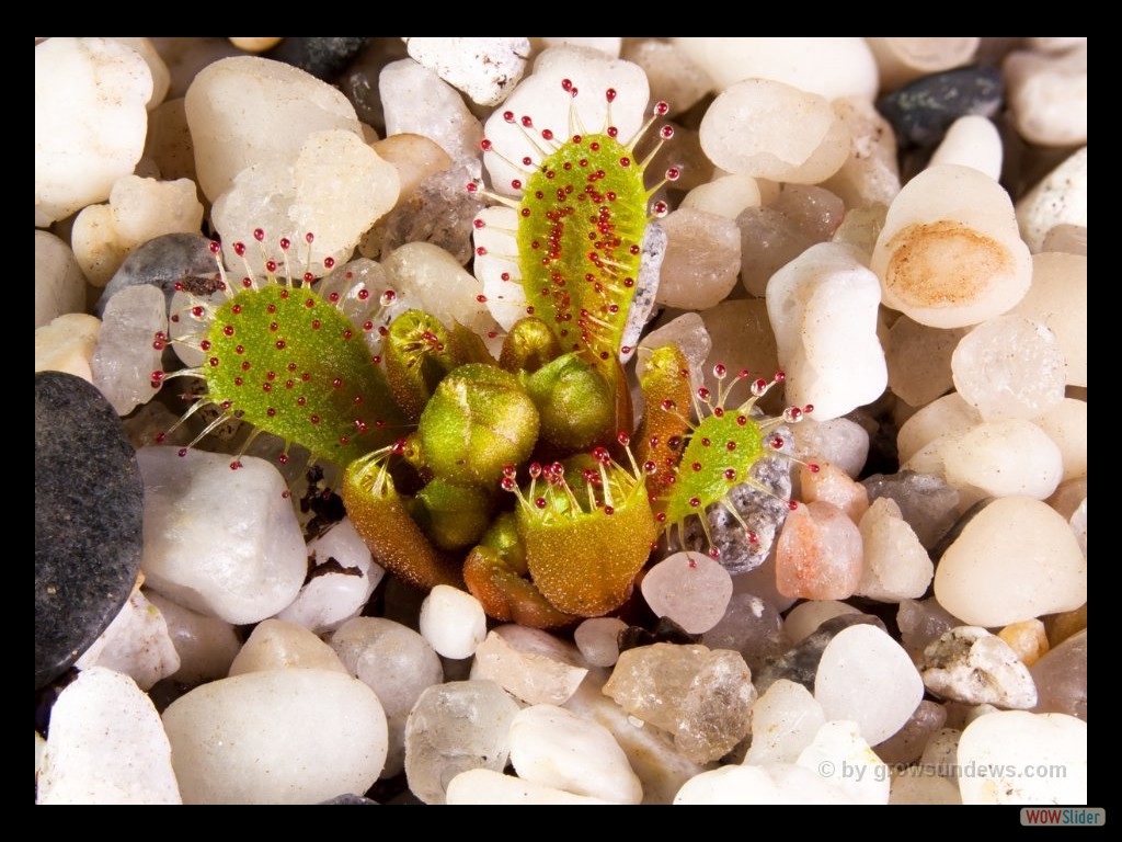 Drosera bulbosa eastern wheatbelt form with flowerbuds