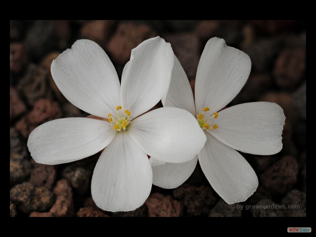 Drosera bulbosa flower 1