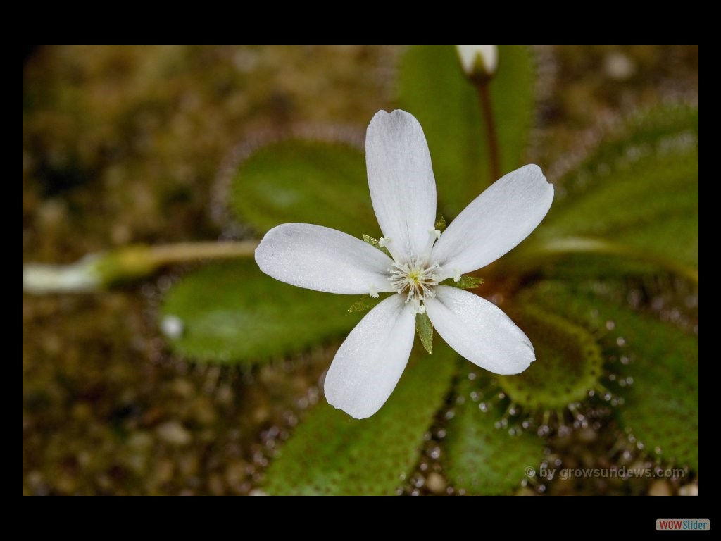 Drosera bulbosa flower 2