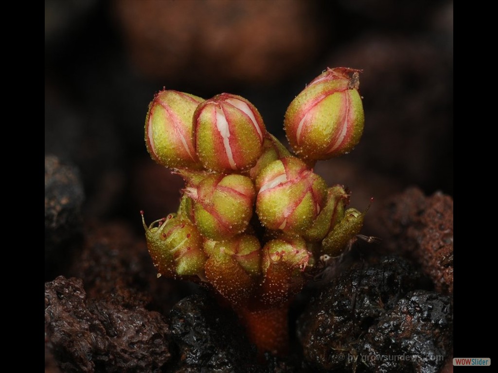 Drosera bulbosa flowerbuds JP