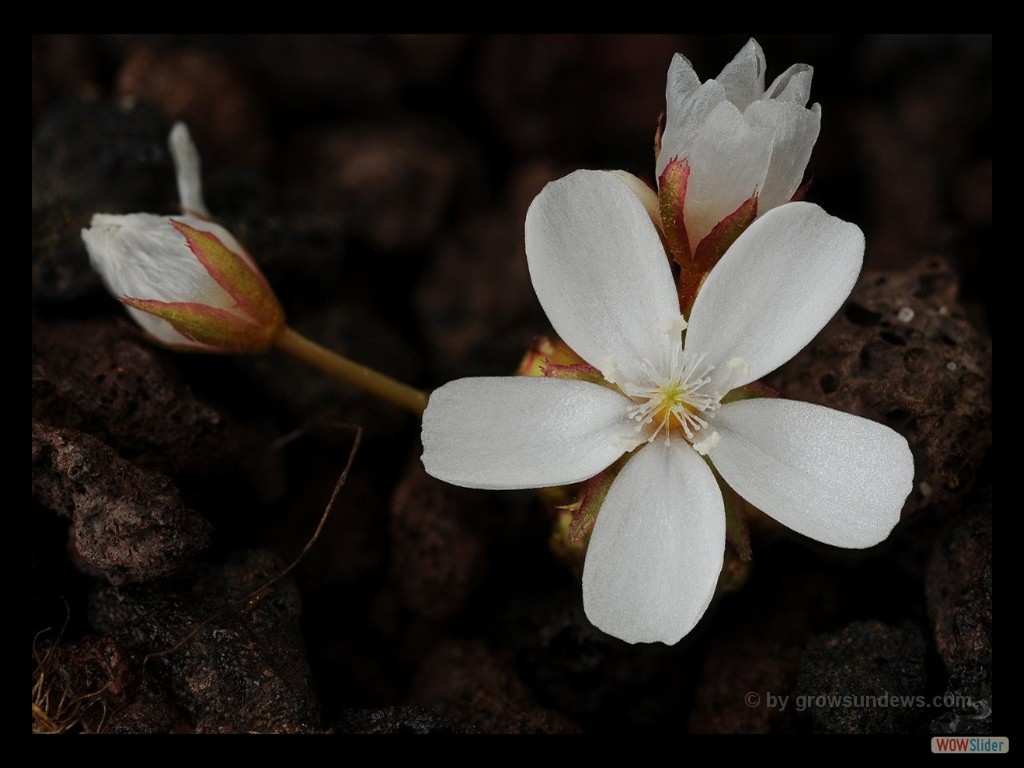 Drosera bulbosa flowers JP