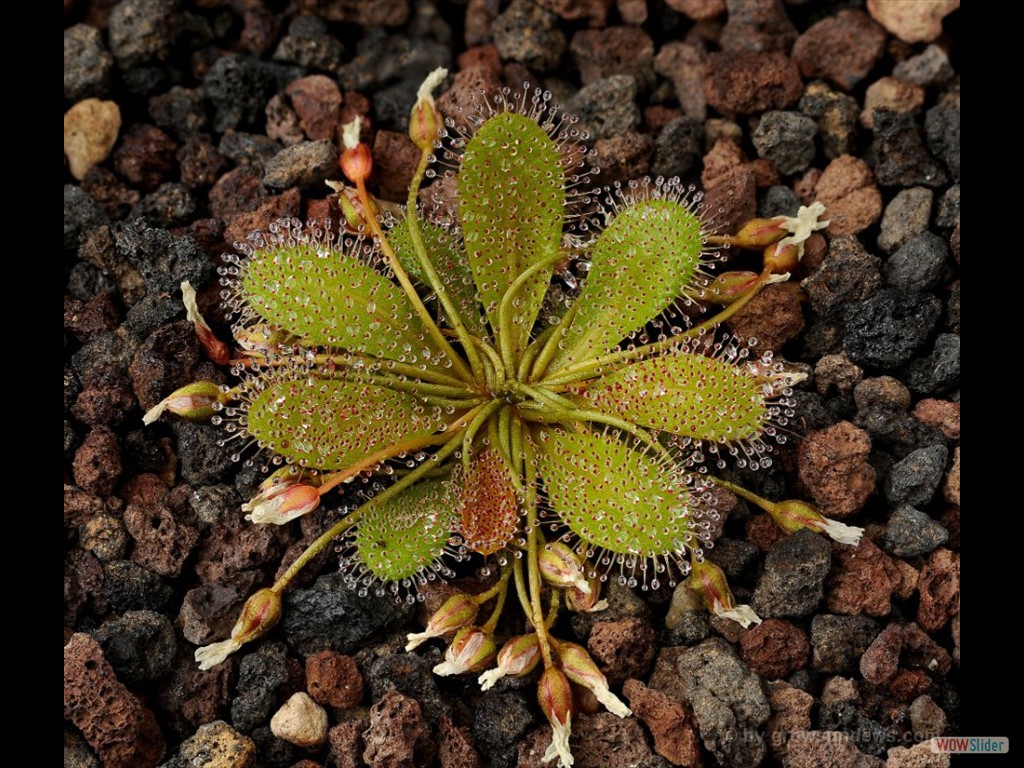 Drosera bulbosa seedpods