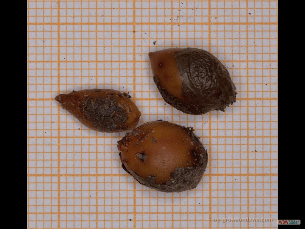 Drosera bulbosa ssp. coronata tuber DBUL5