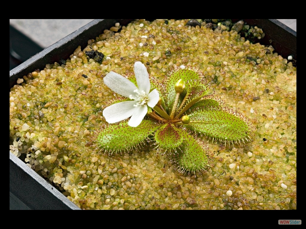 Drosera bulbosa with flower