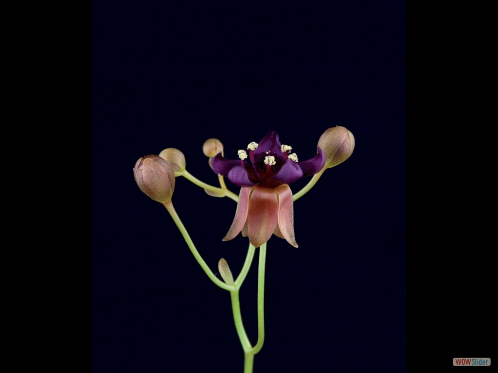 Drosera calycina flower DCAL1