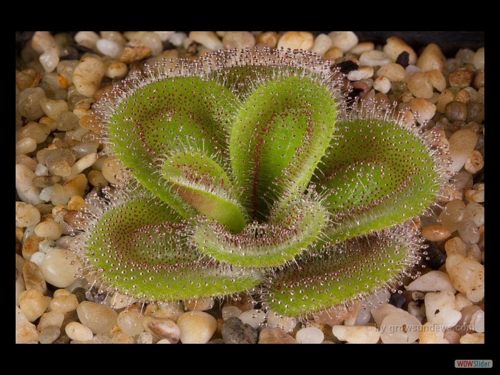 Drosera colina 3 DCOL1