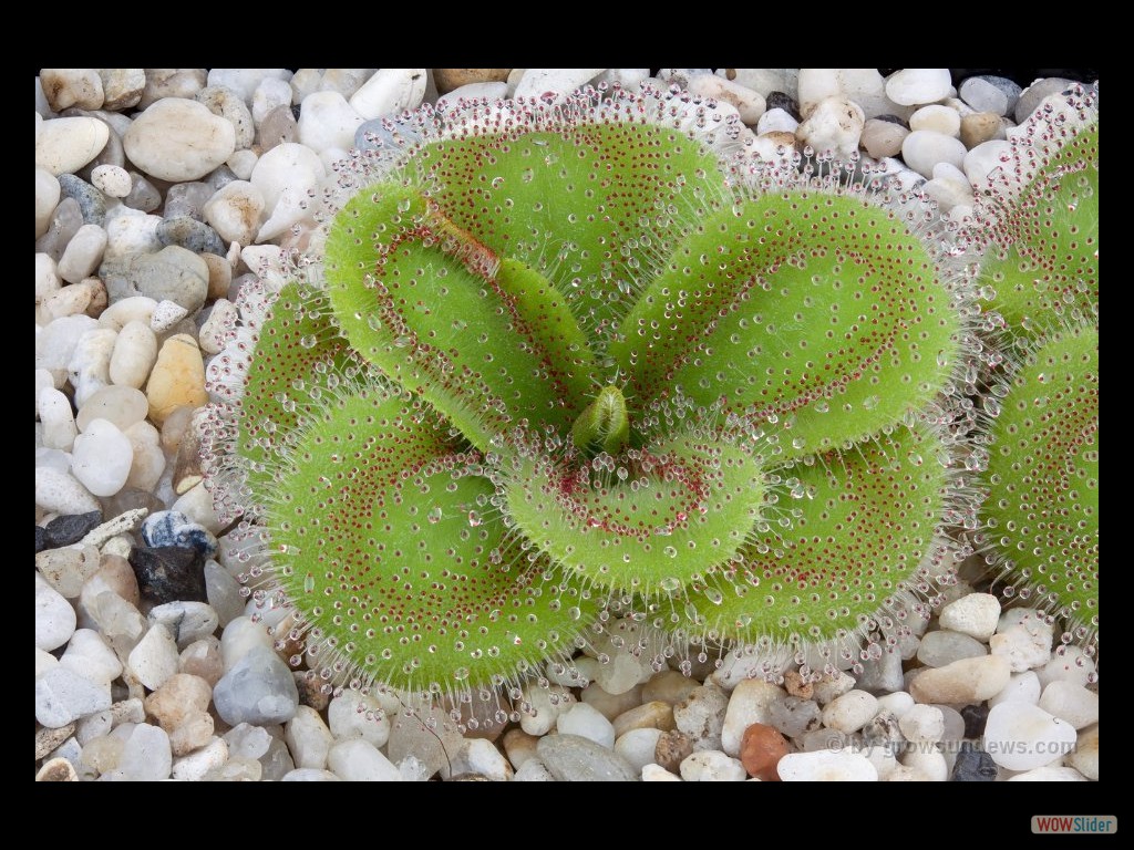 Drosera colina 4 DCOL1