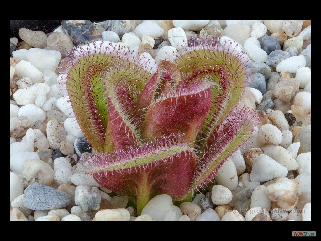 Drosera colina awakening DCOL1