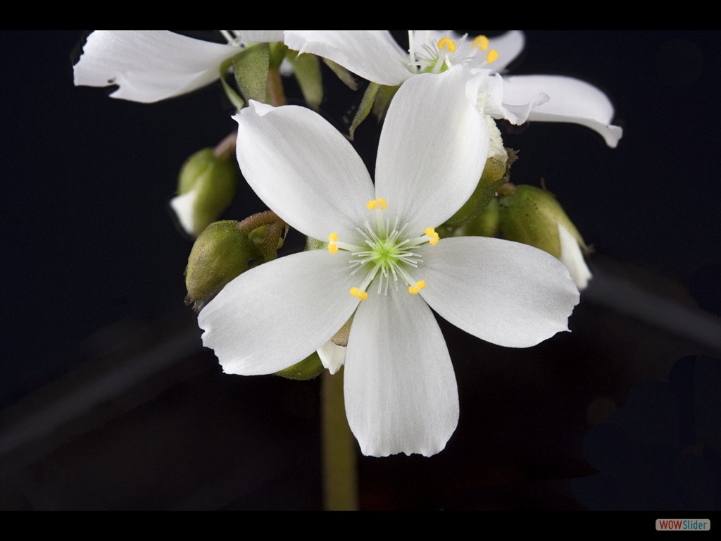 Drosera colina flowers DCOL1