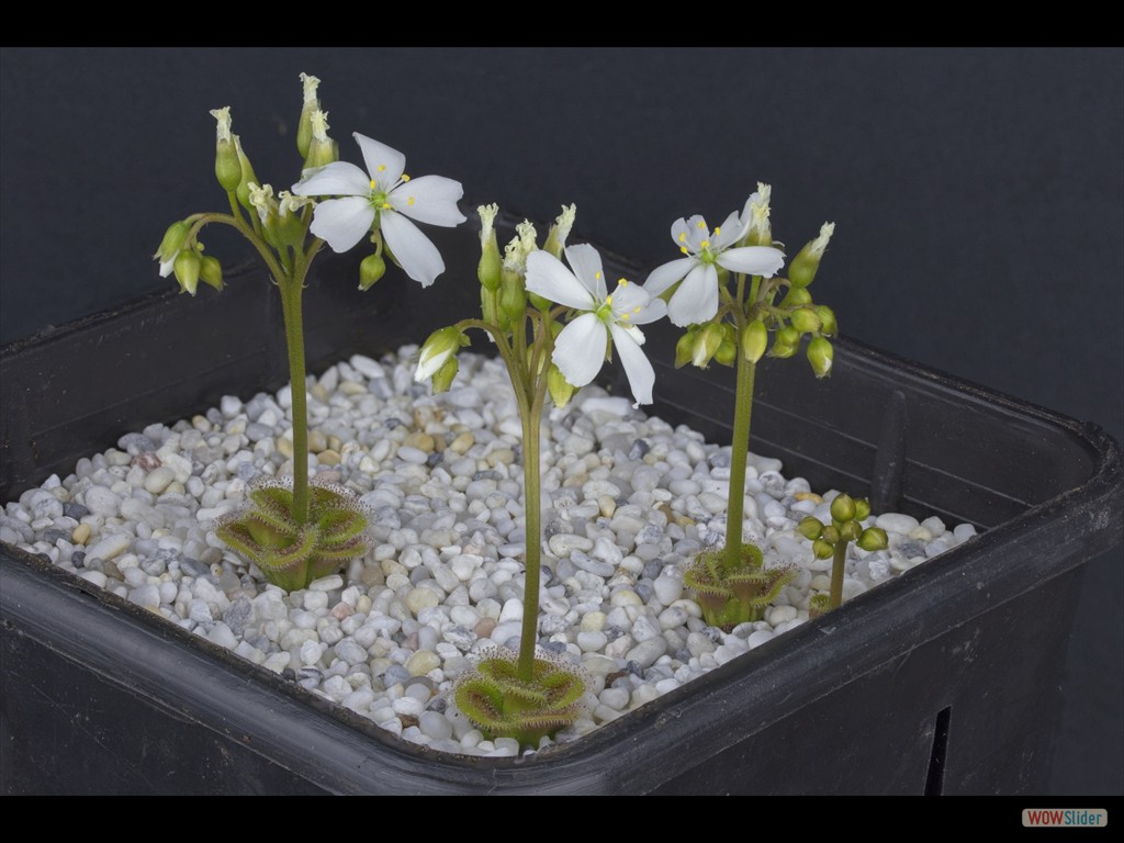 Drosera colina many flowers DCOL1