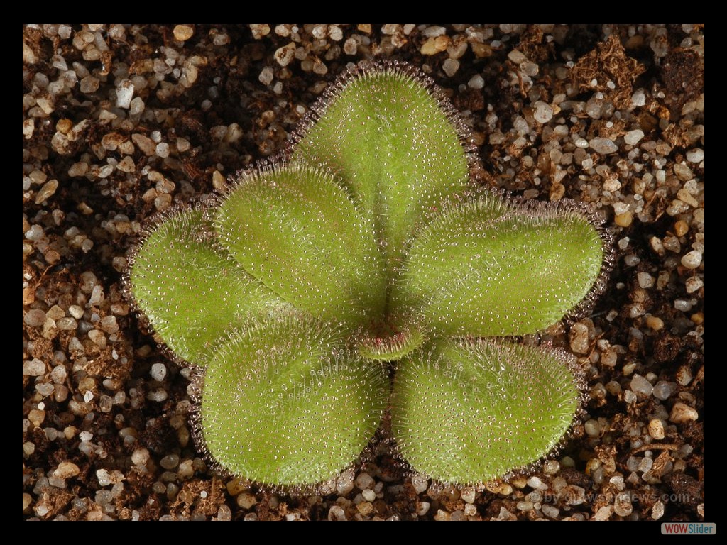 Drosera collina 3