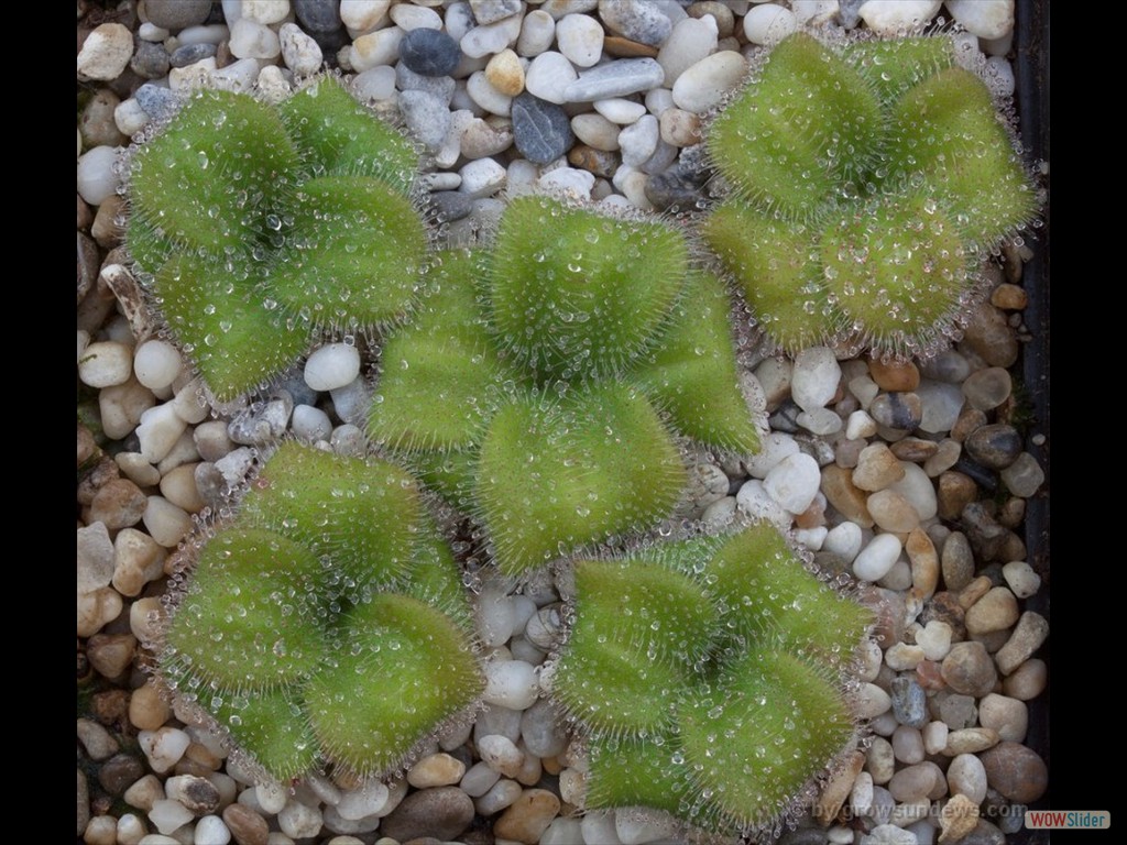 Drosera collina 5 plants DCOL1