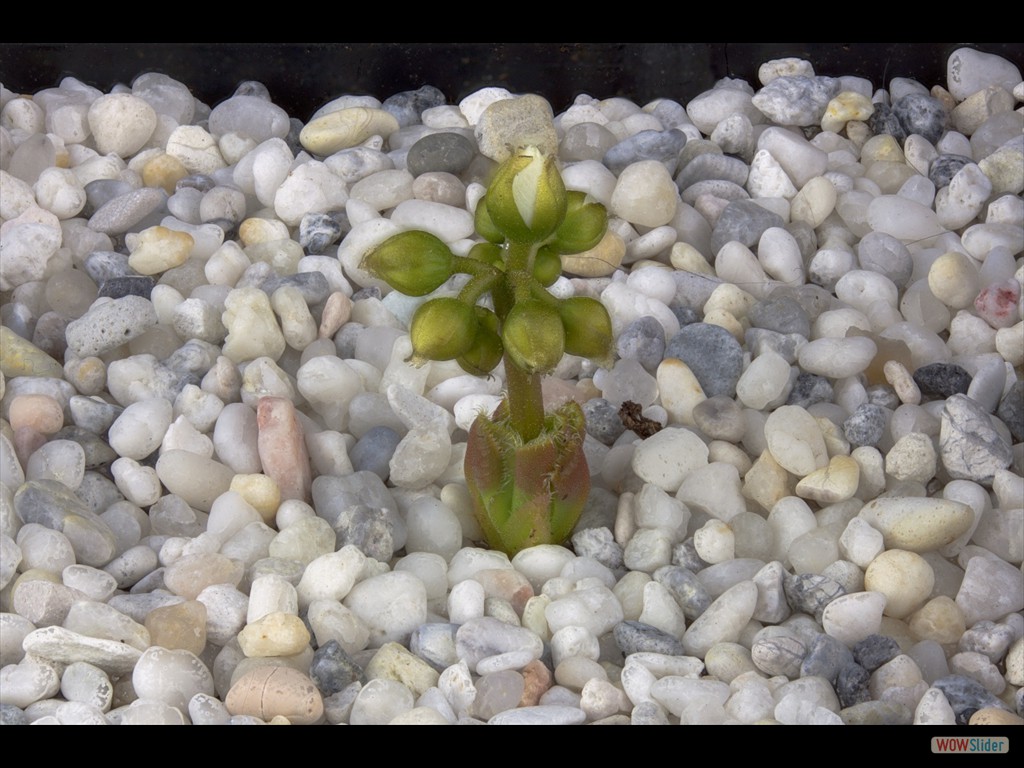 Drosera collina flower 2 DCOL1