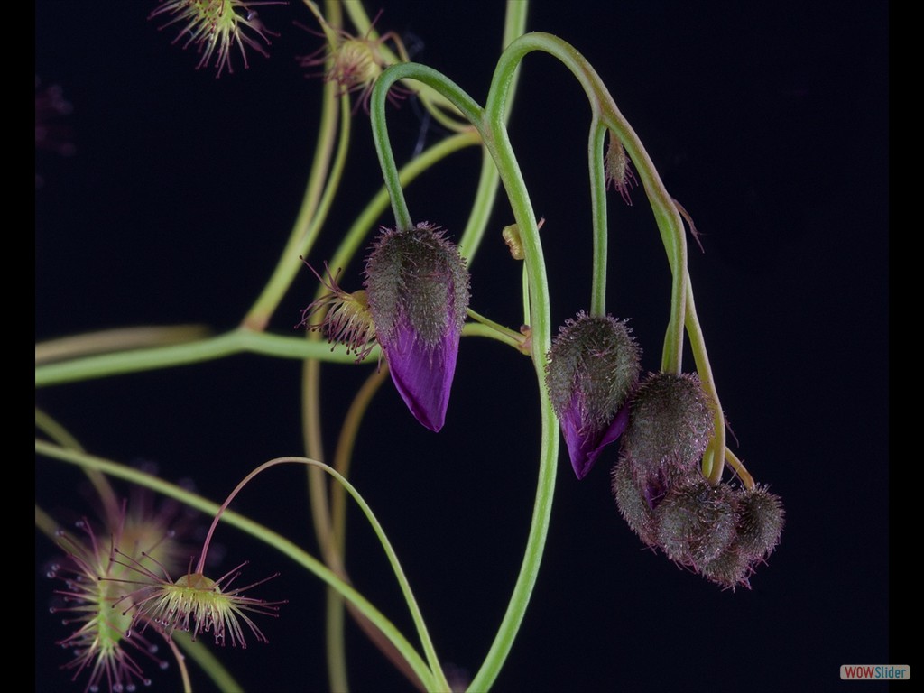 Drosera drummondii closed flower