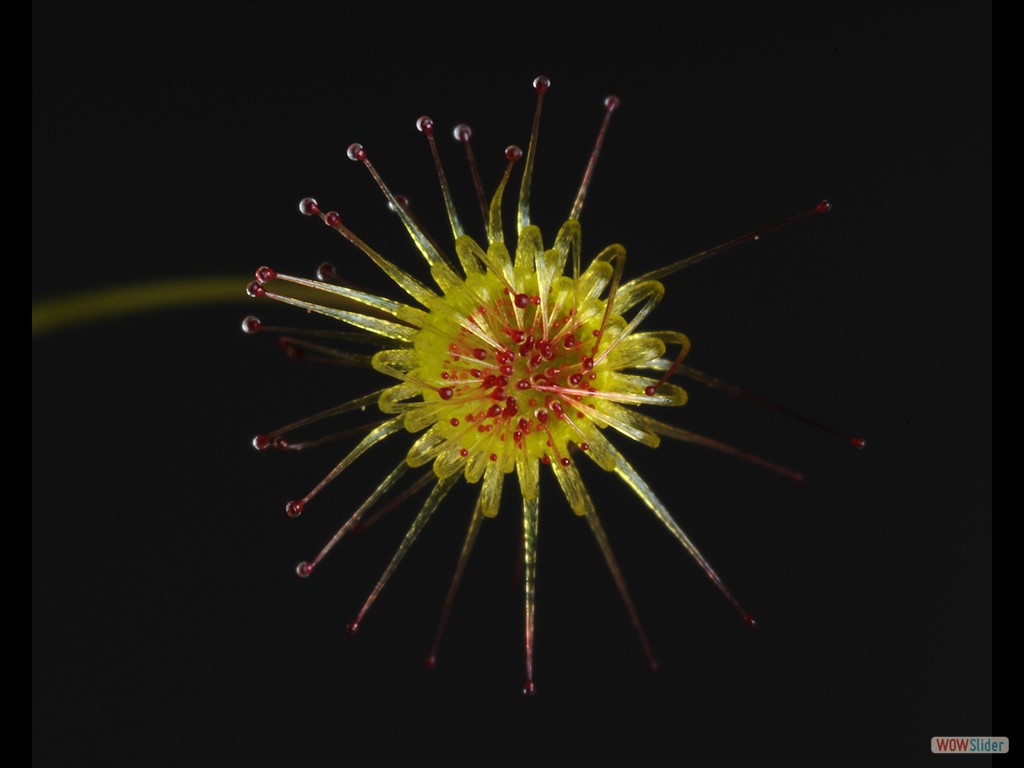 Drosera drummondii ex. penicellaris leaf