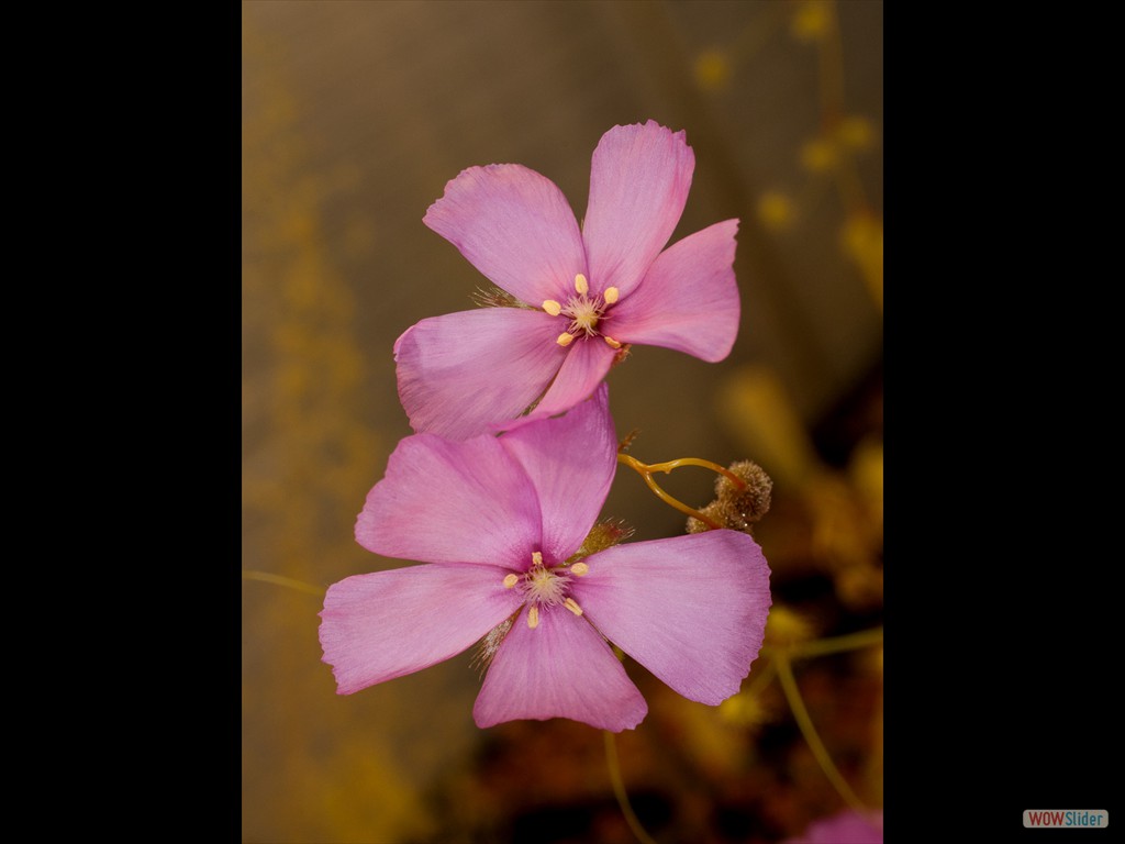Drosera drummondii ex. penicillaris flower
