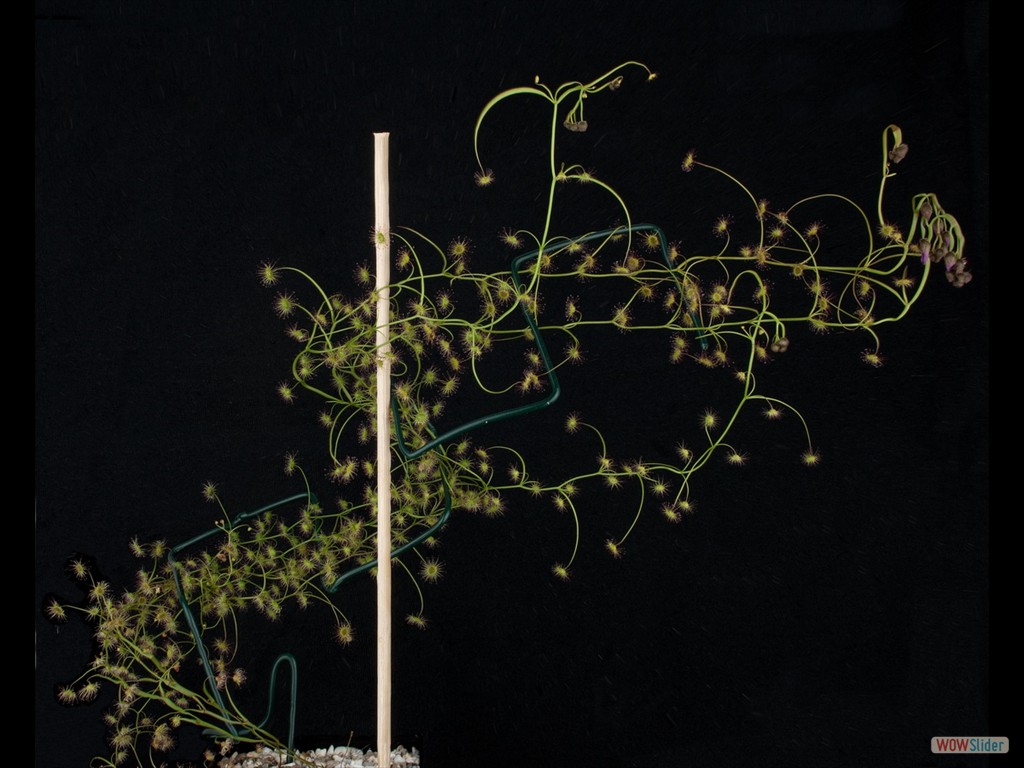 Drosera drummondii plant