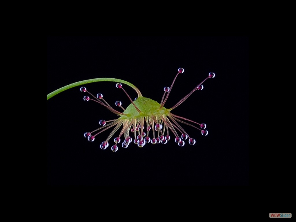 Drosera eremea leaf DERE4_