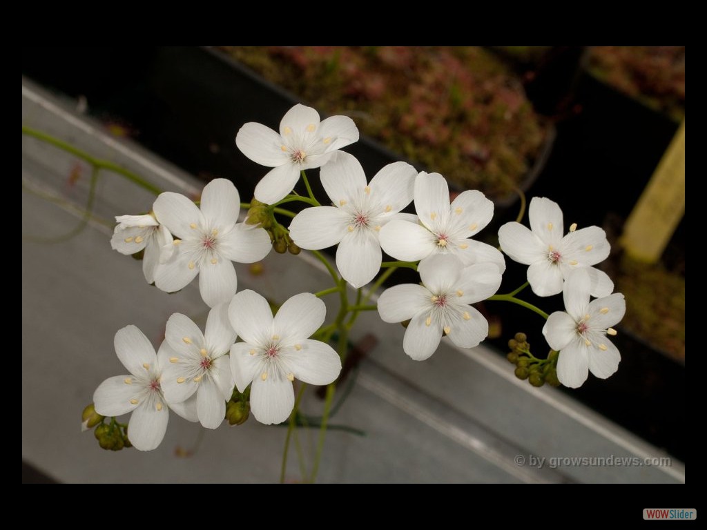 Drosera erythrogyne flower 1