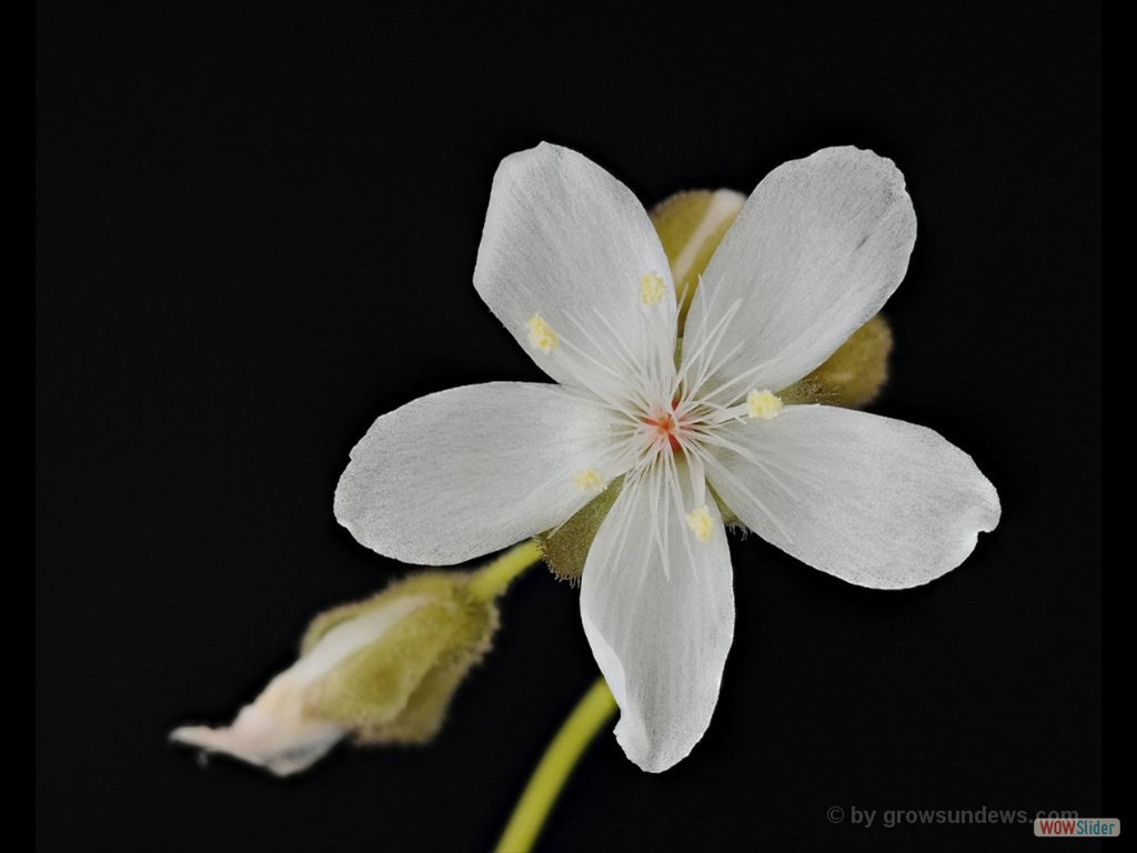 Drosera erythrogyne flower 2