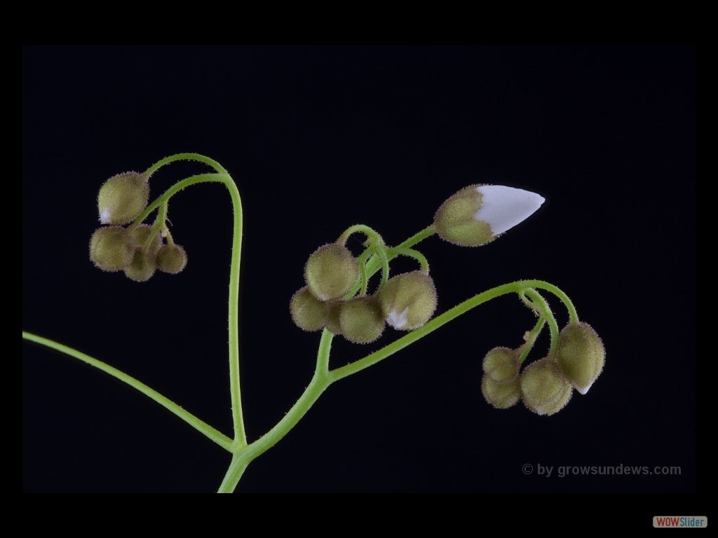 Drosera erythrogyne many flowers DERG1