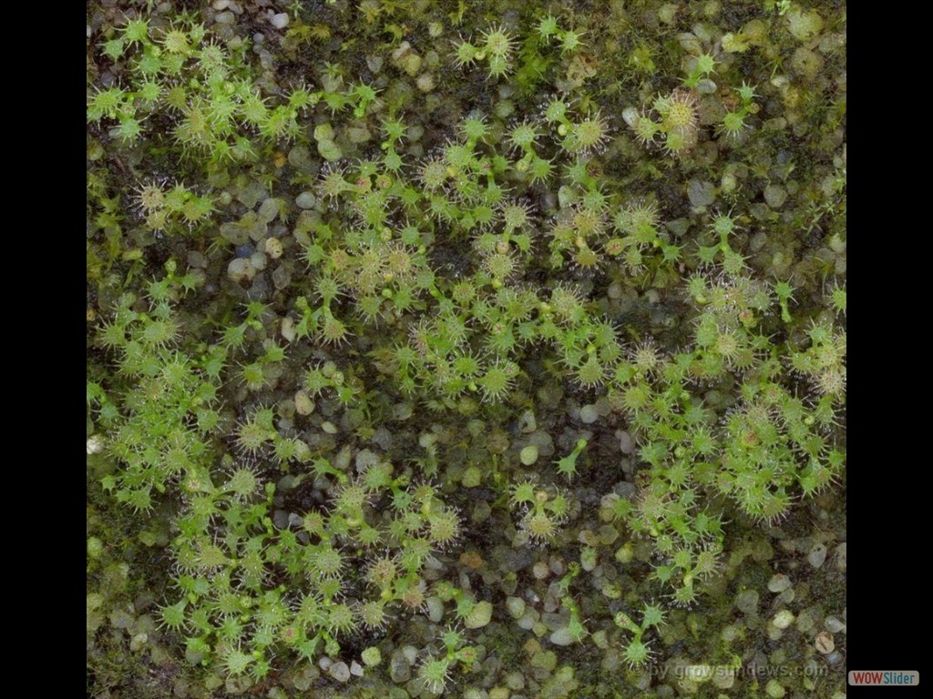 Drosera erythrogyne seedlings DERG2