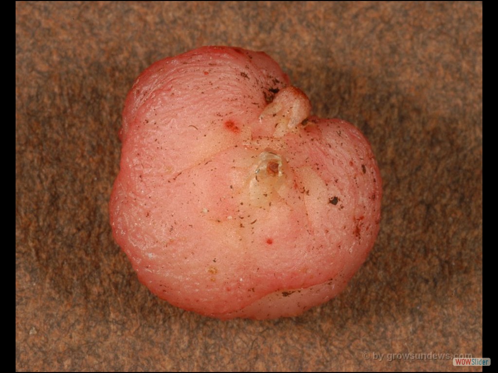 Drosera erythrogyne tuber