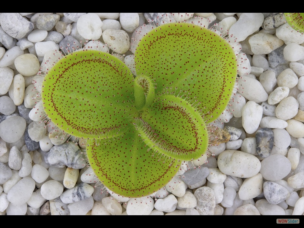 Drosera erythrorhiza