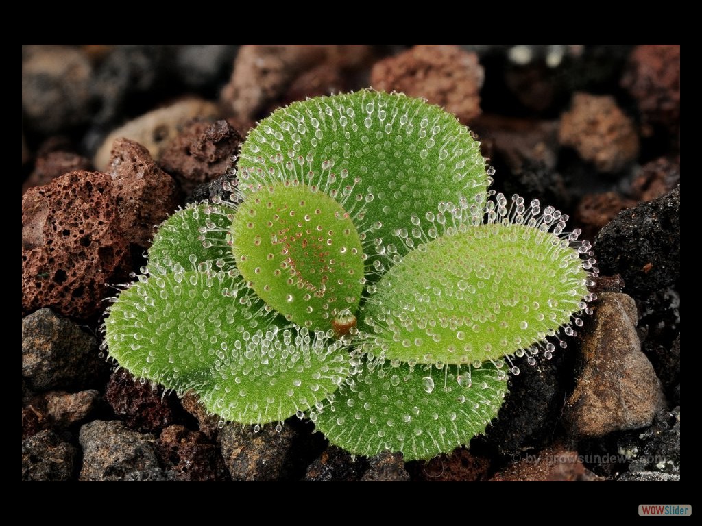 Drosera erythrorhiza 1