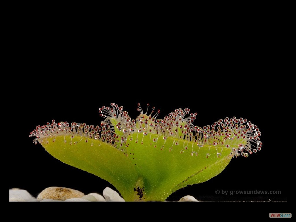 Drosera erythrorhiza 2 DERI9